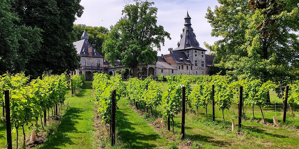Il est possible d'aller visiter la viticulture parcellaire sur le domaine du château de Bioul près de Namur.