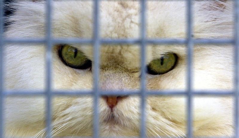 Vers une eradication de la rage d'ici 2030