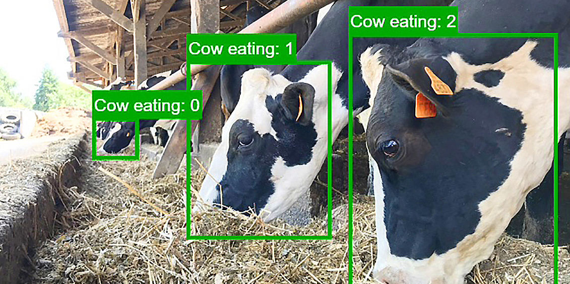 La solution déployée par Dilepix est capable de détecter de manière précoce les comportements anormaux des animaux.