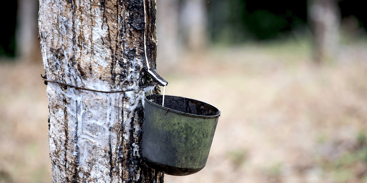 L'outil vise à stimuler la transparence au sein de la supply chain du caoutchouc naturel