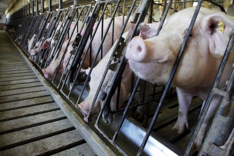 La France interdit les produits porcins américains