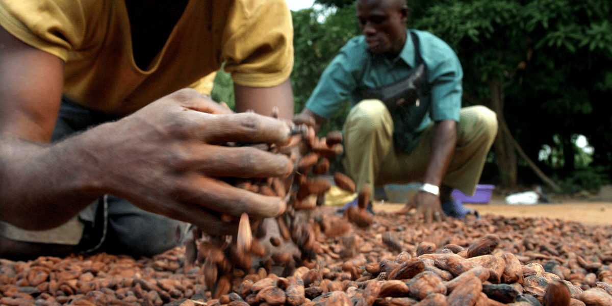 cacao