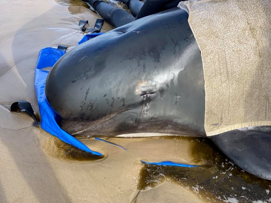 Pres de 400 dauphins-pilotes meurent en s'echouant dans une baie australienne