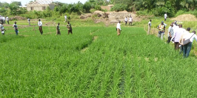 agriculture riz Ghana