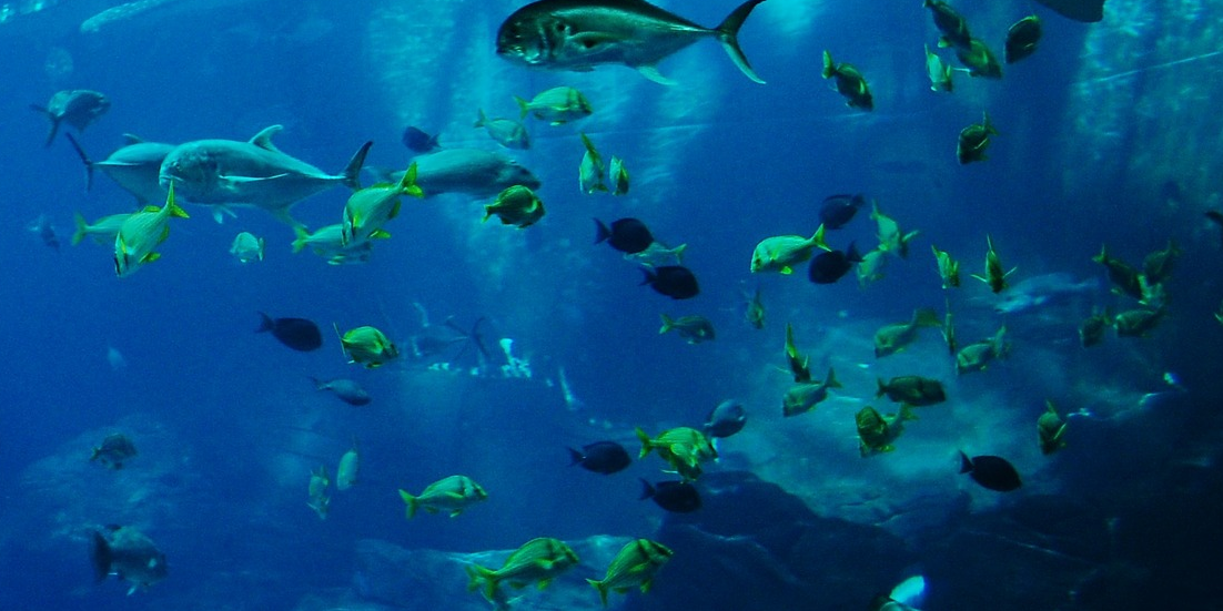 Plongée, océan, poissons