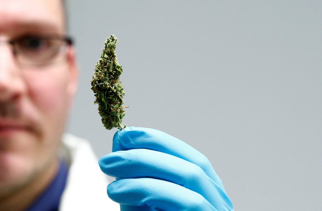 Photo d'archives d'un employe qui brandit du cannabis dans le laboratoire du siege du fabricant de plantes medicinales bionorica a neumarkt, allemagne