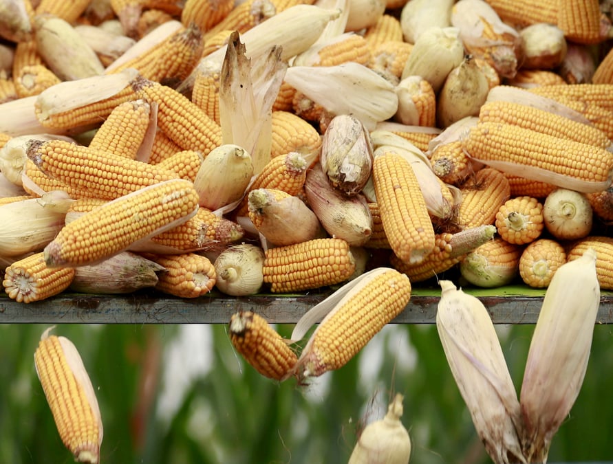 Annulation de l'arrete interdisant le mais ogm 810 de monsanto