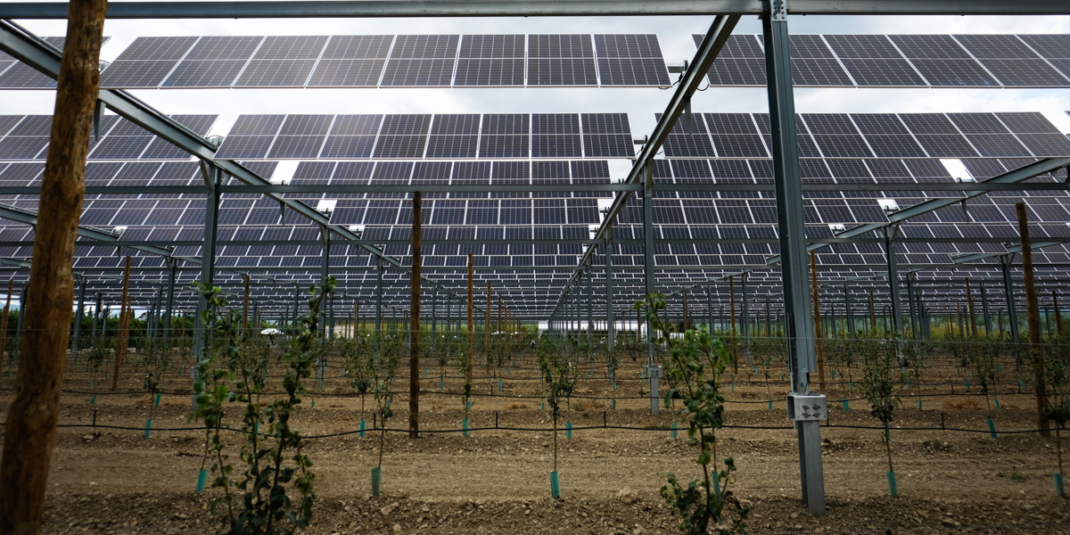 La dernière installation d'agrivoltaïsme de Sun'Agri, dans les Pyrénées-Orientales, protège un verger de jeunes poiriers de 2,7 hectares.