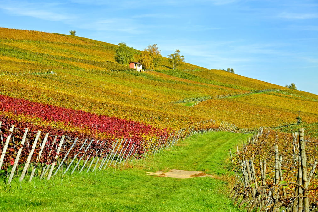 Agriculture
