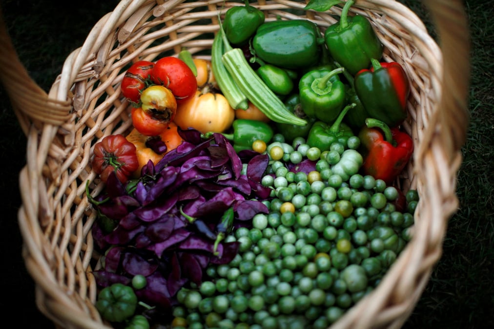 Des legumes fraichement recoltes