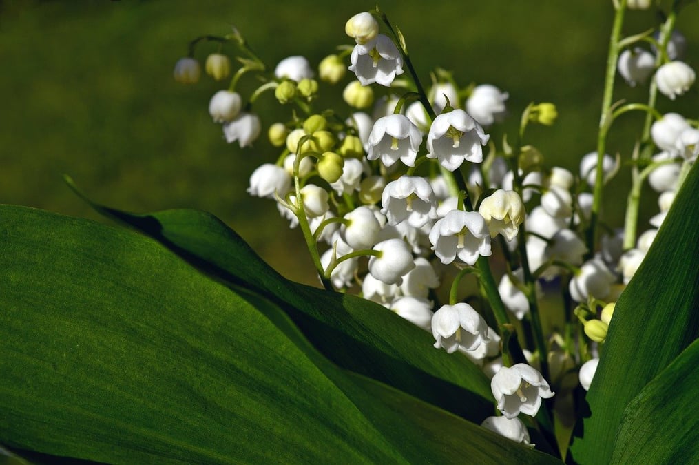 Les producteurs de muguet sont de moins en moins nombreux dans le bassin nantais.