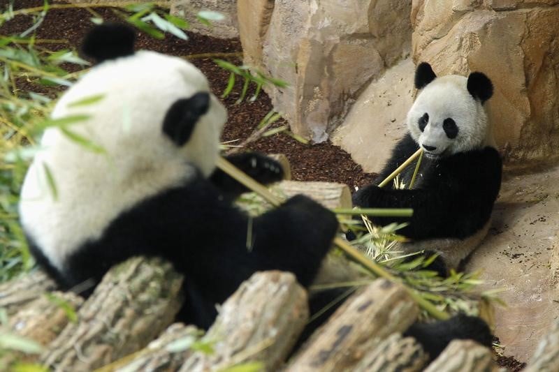 Naissance de jumeaux pandas au zoo de beauval