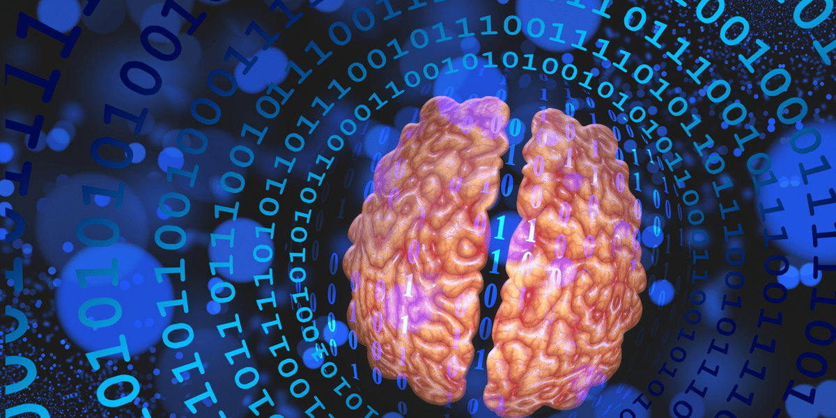 cerveau