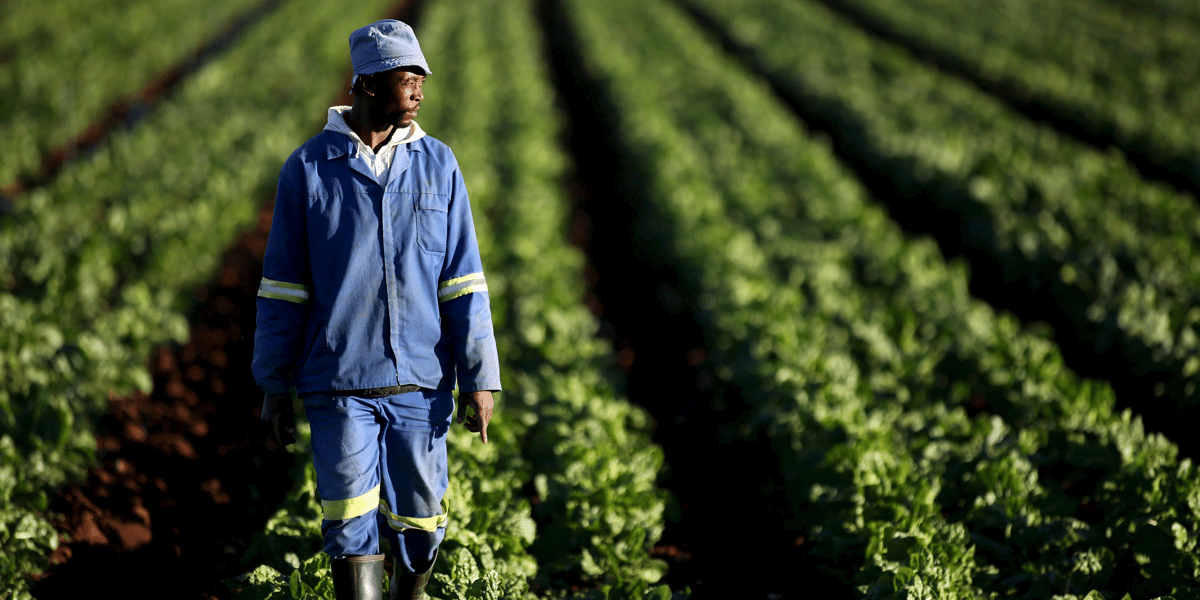 Agriculture plantation agriculteur terre ferme