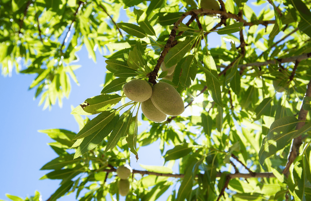 Compagnie des Amandes