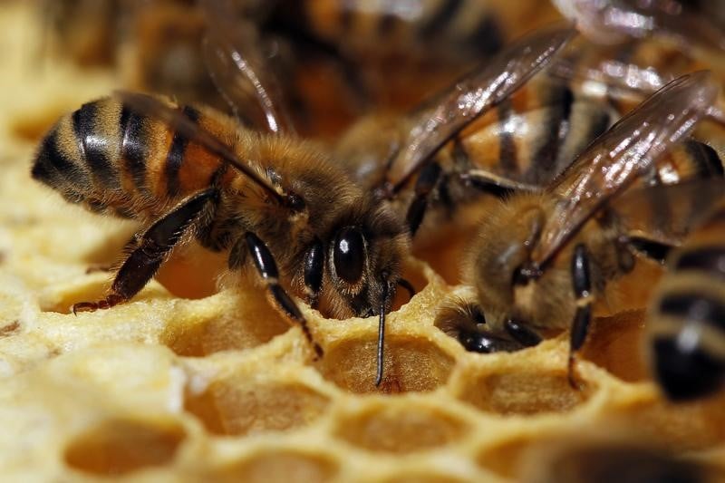 L'autorisation de pesticides tueurs d'abeilles reexaminee