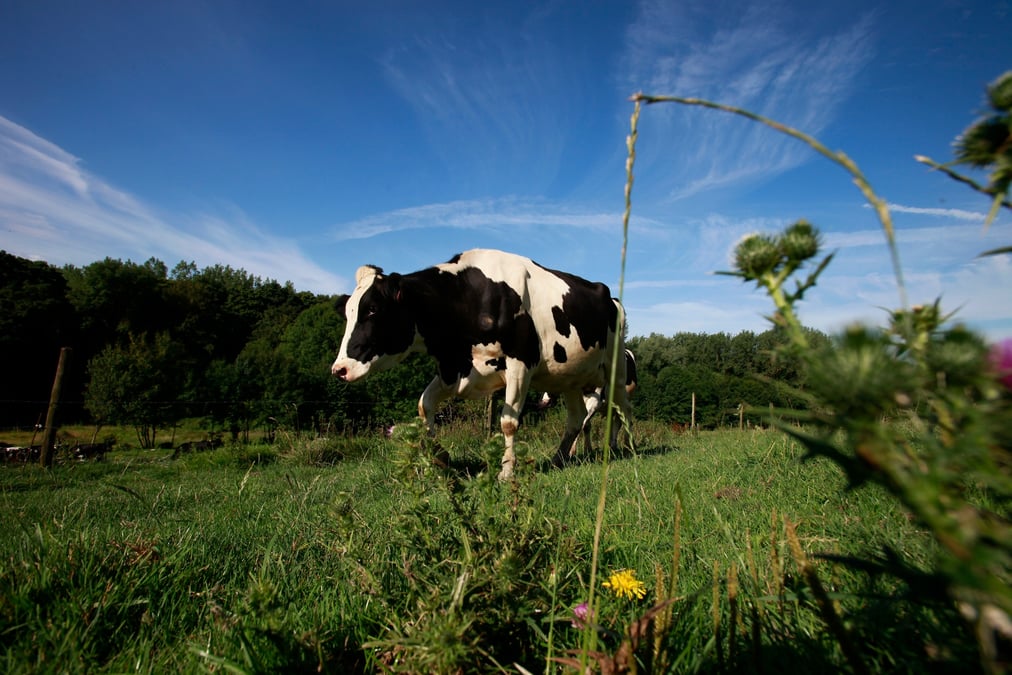 Une vache pait dans un paturage a rebreuve sur canche, en france