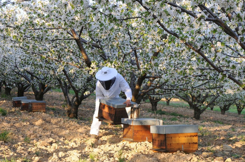 Apiculteurs en Provence