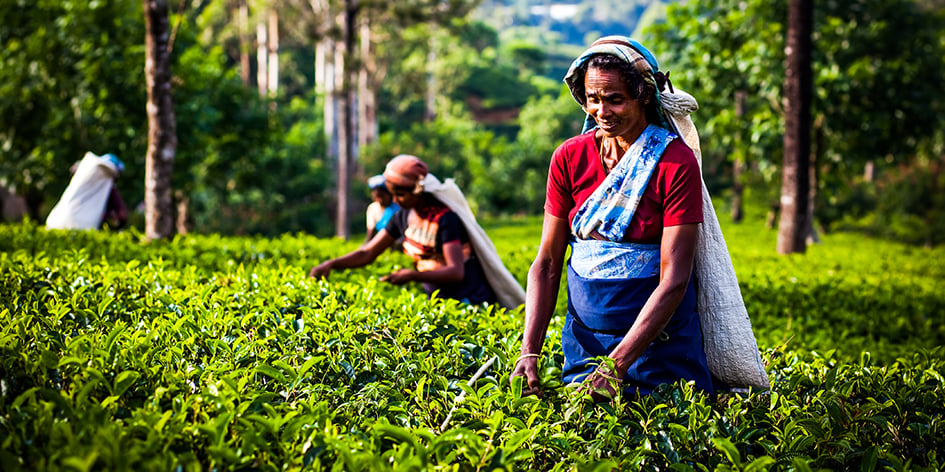 Les maisons françaises misent sur des importations de thés rares, comme ici au Sri Lanka.
