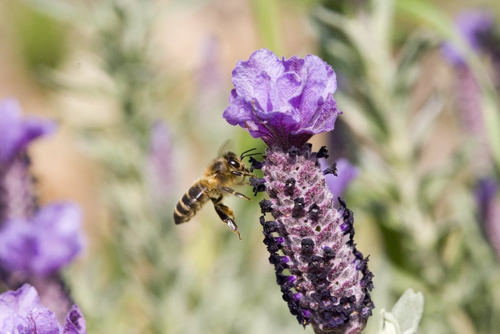 Apiculteurs en Provence