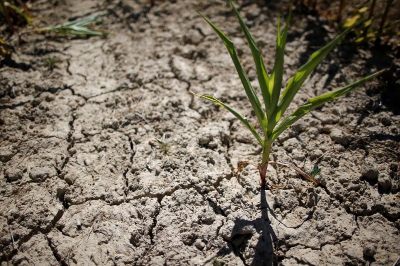 La secheresse des sols s'est accentuee en mai, selon meteo france