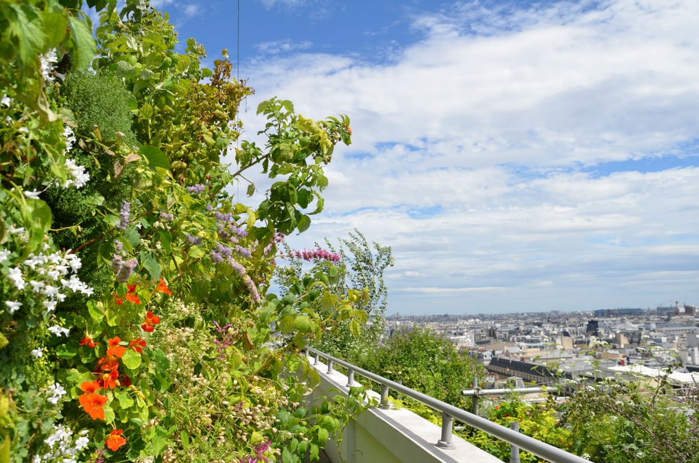 Sous les fraises