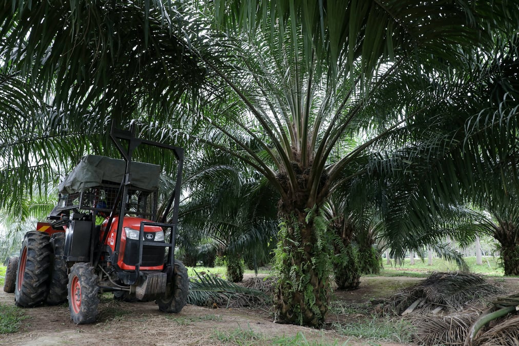 huile de palme