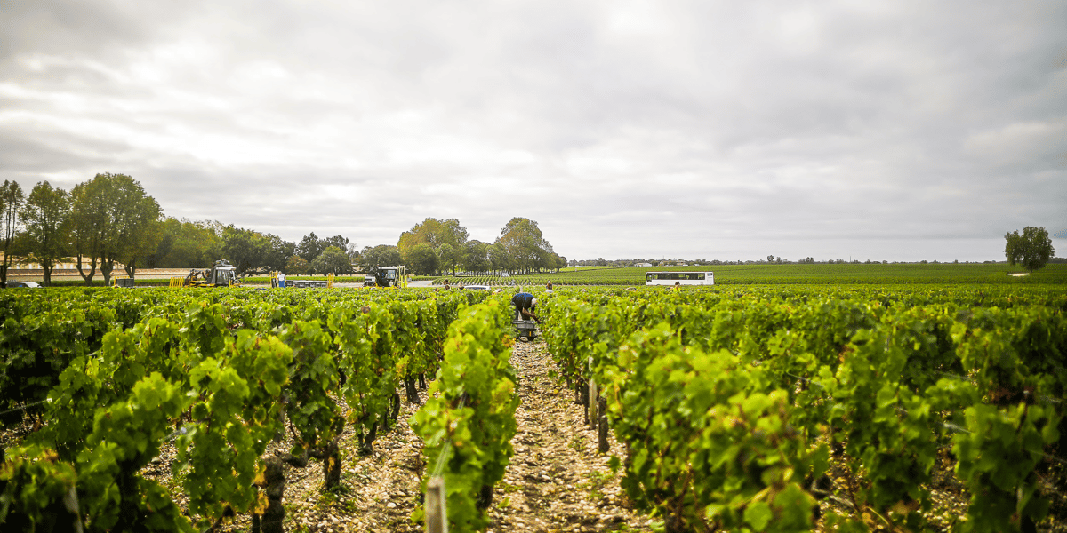 Médoc vignes