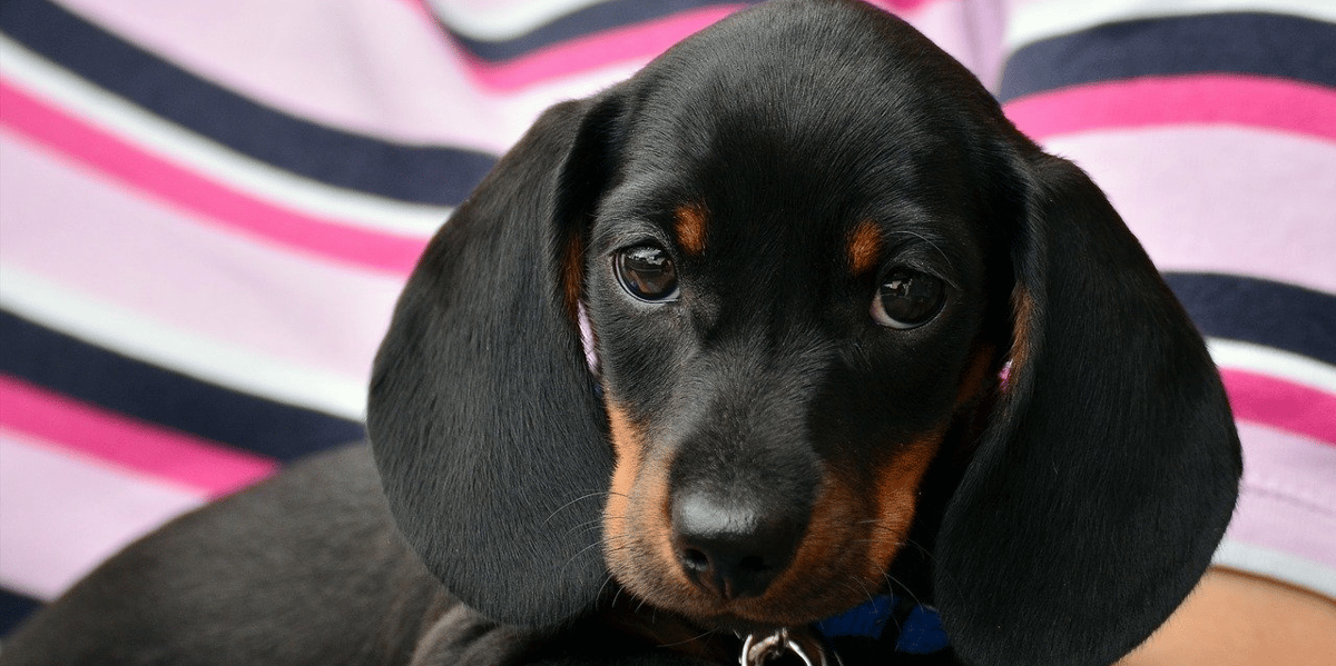 Chiot