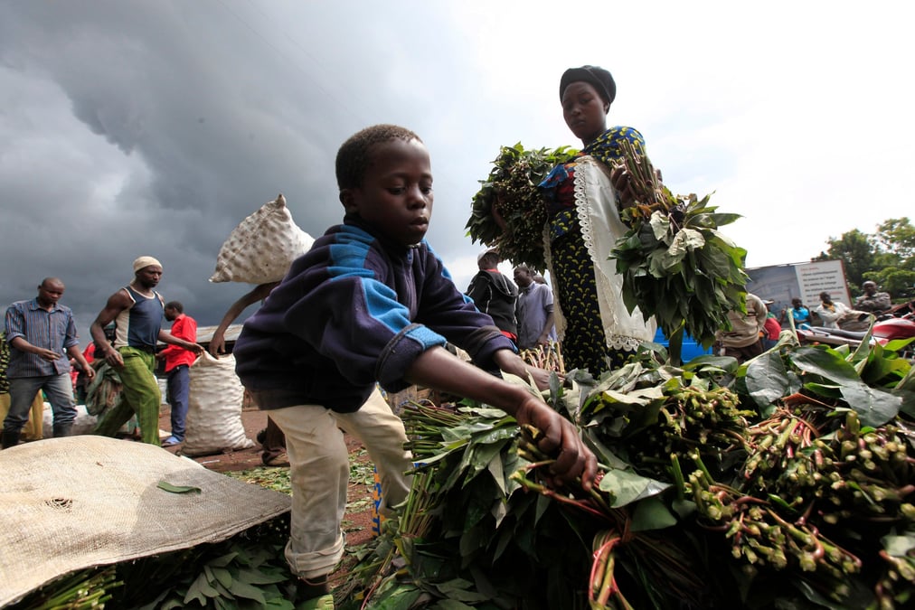 Manioc, virus, Ebola, sécurité alimentaire, Afrique,