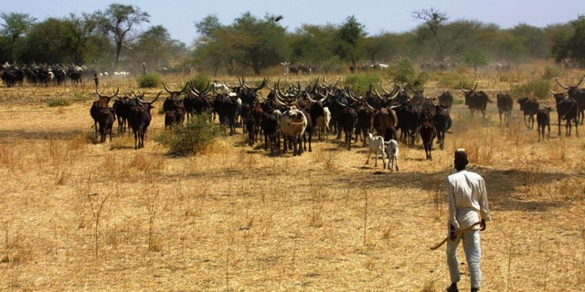 élevage Cameroun pastoralisme