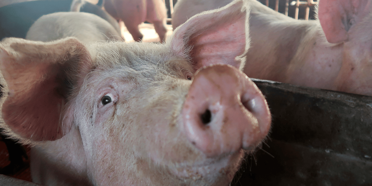 cochon