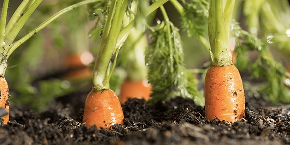 Arterris ambitionne de booster sa diversification dans la production de la carotte