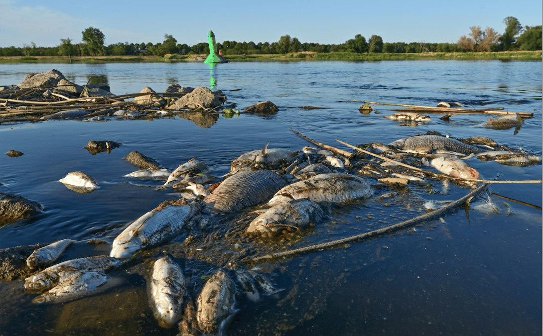 pollution chimique, fleuve Oder, Pologne, Allemagne