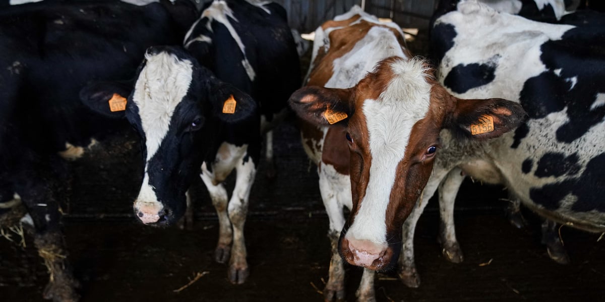 Vaches