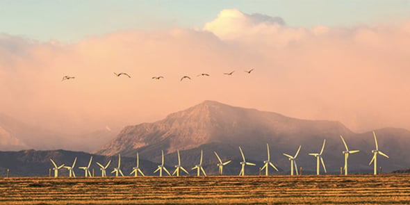 Biodiv-Wind a mis au point une solution pour protéger les oiseaux des pales d'éoliennes
