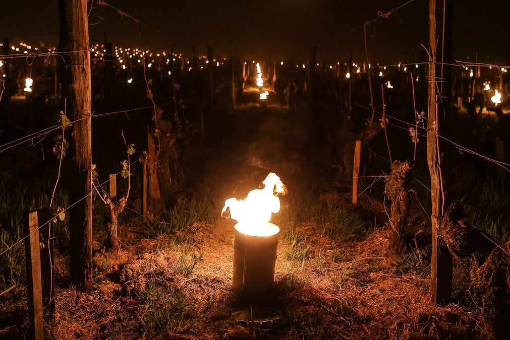 Braseros dans les vignes
