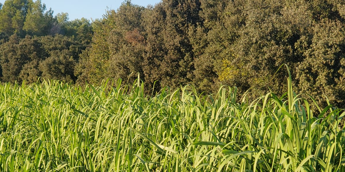 La culture de la canne à sucre, qui prospère habituellement sous des climats tropicaux, est expérimentée en Corse ou dans l'Hérault pour évaluer ses capacités d'adaptation climatique.