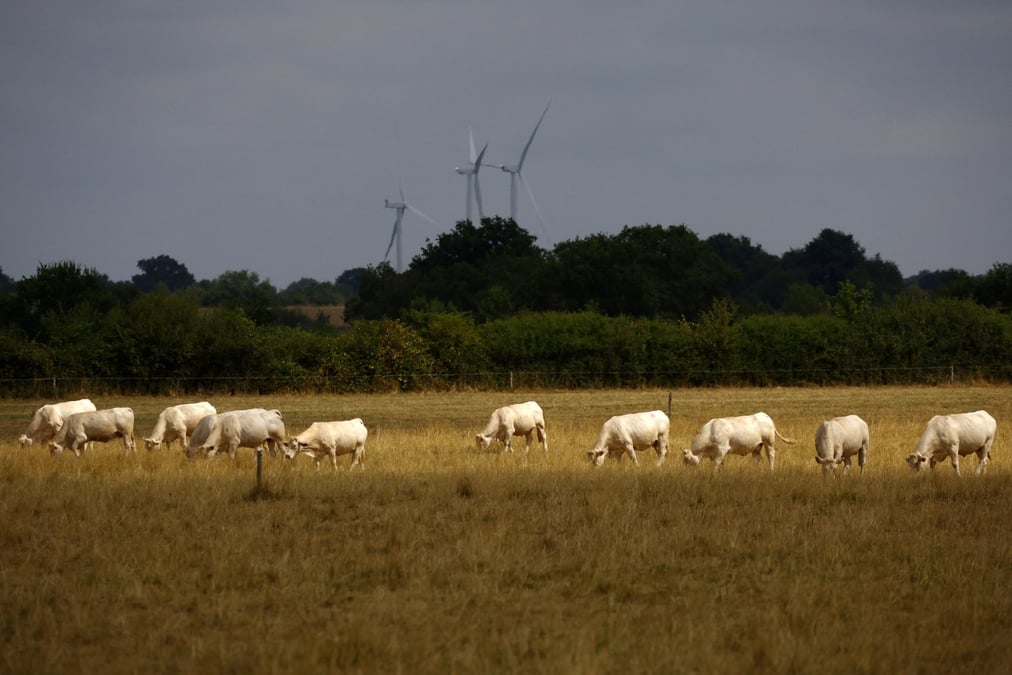 Dans de nombreux départements, les éleveurs subissent les conséquences de la sécheresse et de la canicule : volailles décimées, manque d’herbe dans les pâtures, stockages de foin et de maïs pour l’hiver déjà entamés, etc.