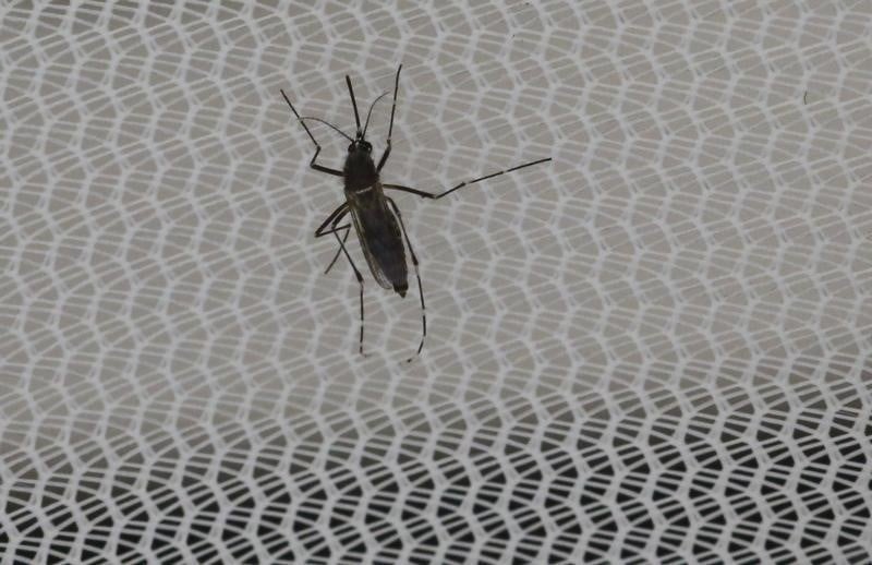 Premiers cas de zika en republique tcheque