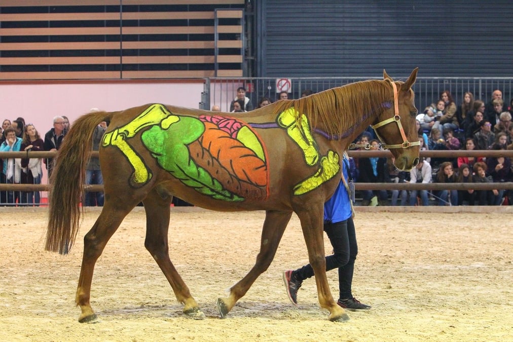 Equita