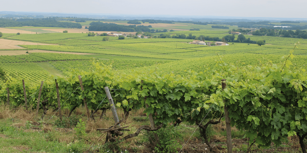vignes cognac