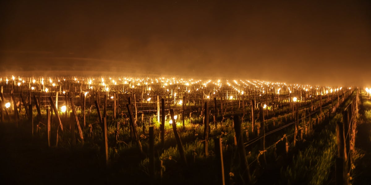Braseros dans les vignes