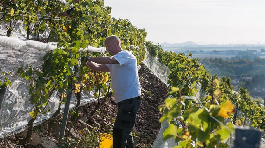 A Haillicourt, c'est sur un terril que deux vignerons ont décidé de produire du vin d'exception.