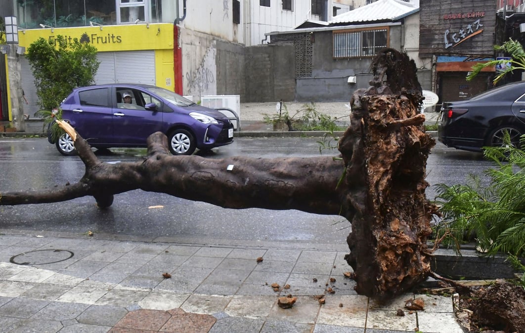Un arbre est tombe dans une rue alors que le typhon khanun frappe la region de naha au japon