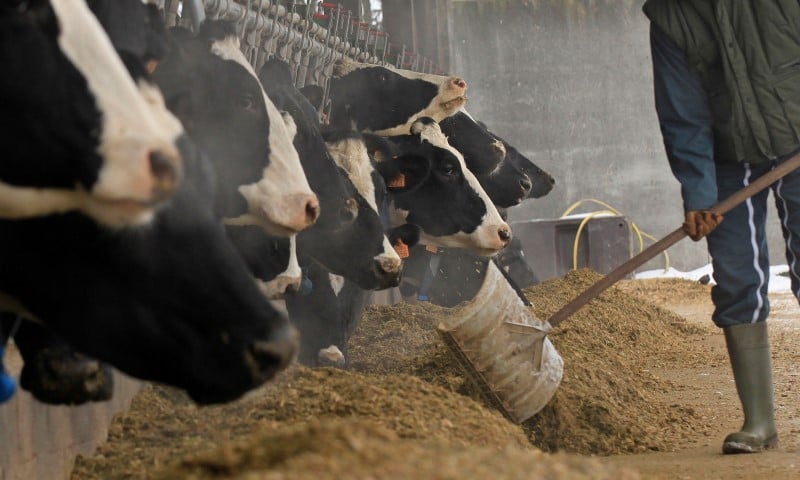 En matière d’investissements à financer, le Crédit Agricole précise que les plus fortes croissances en 2025 concernent la volaille (+14,3%) et les bovins viande (+12,4%).