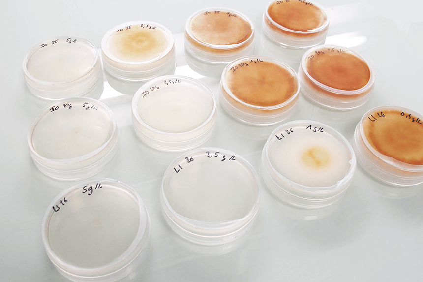 Immunrise Biocontrol a développé une microalgue antifongique capable de protéger les cultures agricoles et de remplacer les pesticides de synthèse.