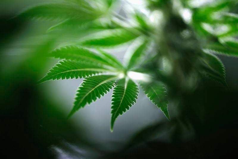 La Jamaïque dépénalise la possession de marijuana