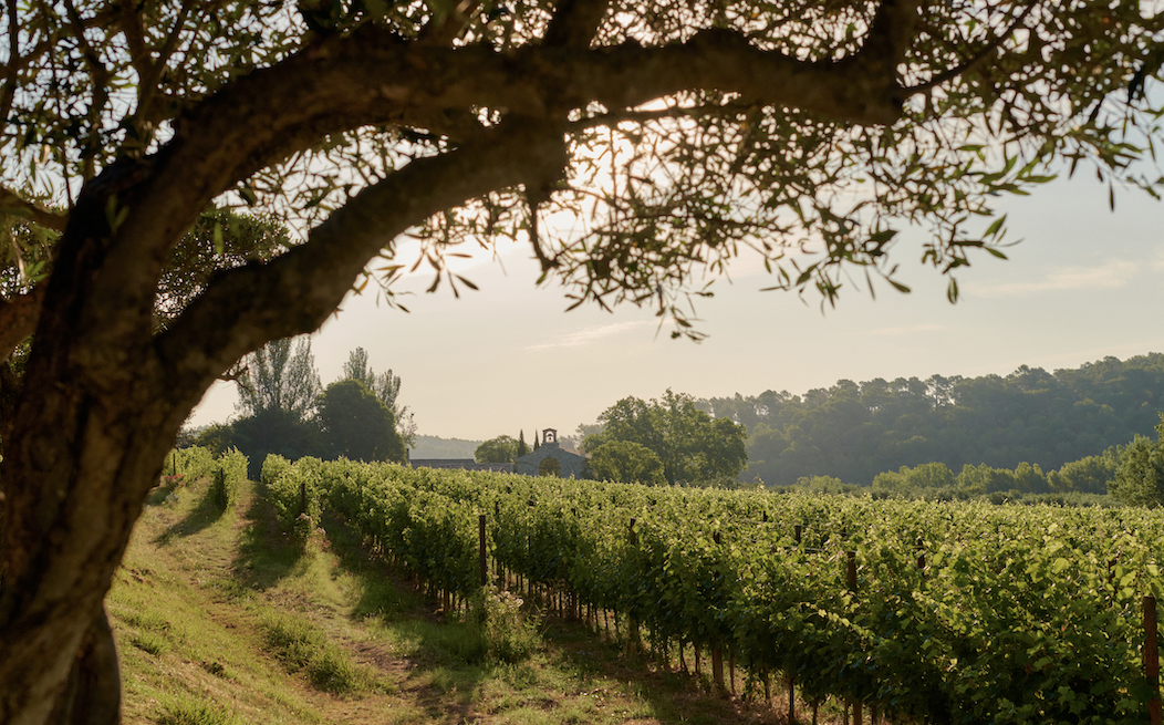Les vignerons du Sud prévoient de s'adapter à la possible taxe Trump sur les vins et spiritueux français