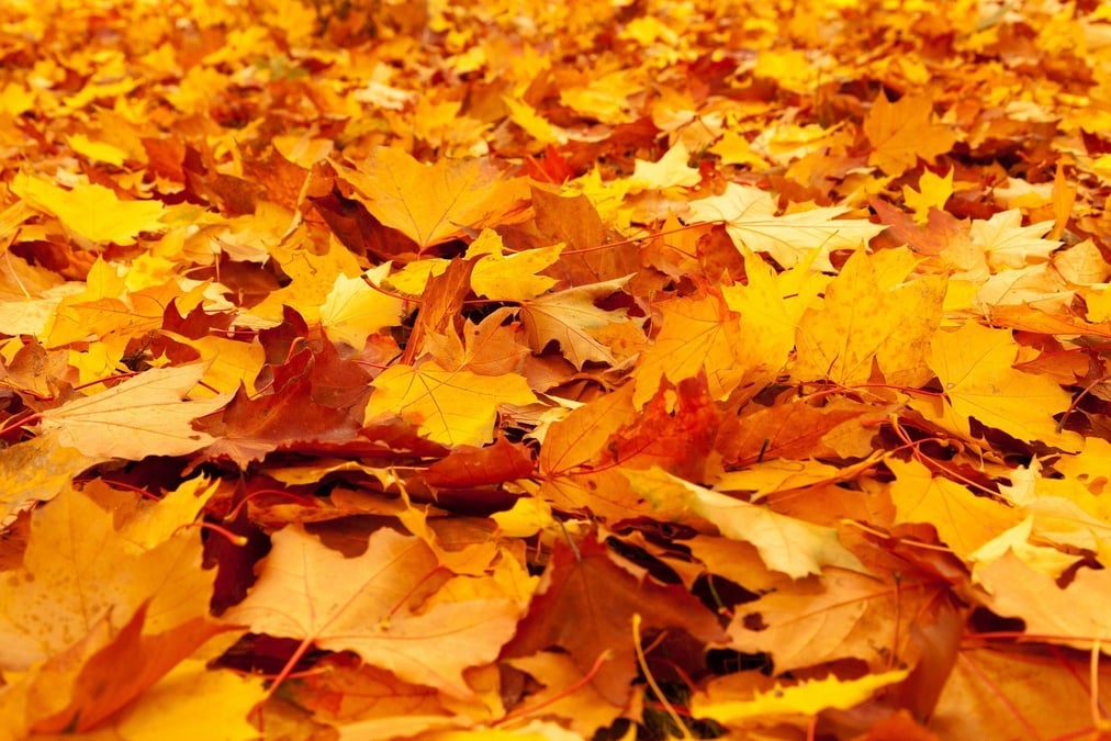 automne